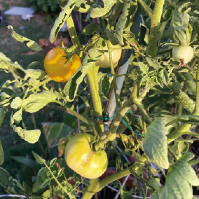 These ‘Golden Jubilee’ tomatoes show some signs of heat-related leaf curl.