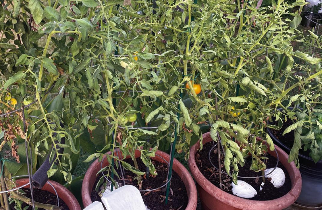 These potted tomatoes might look poor, but I’m hoping to keep them alive through the summer for a fall harvest.
