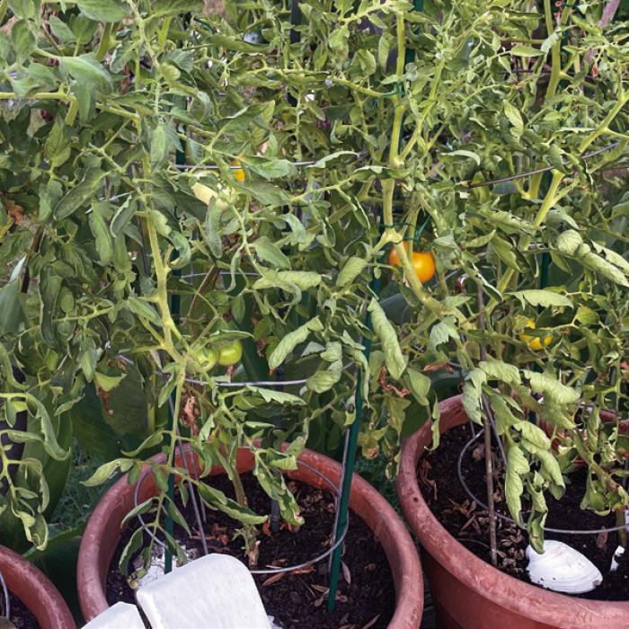 These potted tomatoes might look poor, but I’m hoping to keep them alive through the summer for a fall harvest.