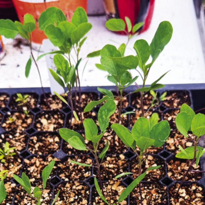 I’m growing some papalo for the first time this year. This herb is supposed to taste a little like cilantro. But unlike cilantro, which grows better in cool weather, papalo loves the heat.