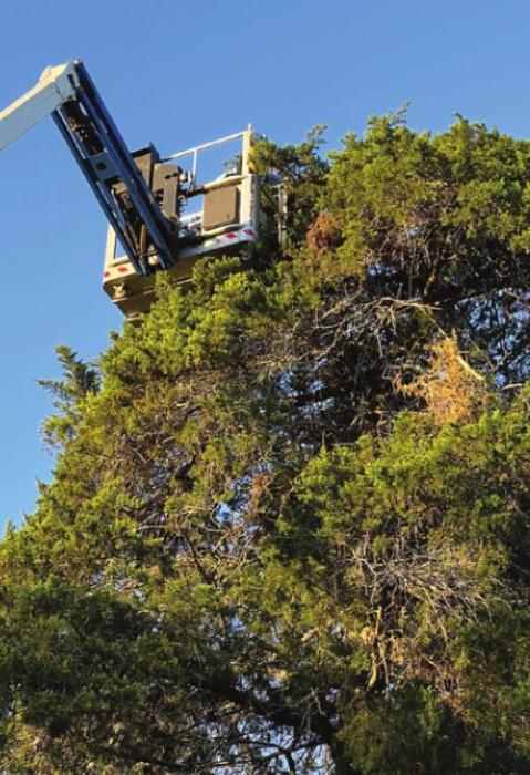 Heroic Efforts Save Cat Stuck Up a Tree in La Grange