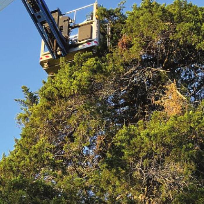 Heroic Efforts Save Cat Stuck Up a Tree in La Grange