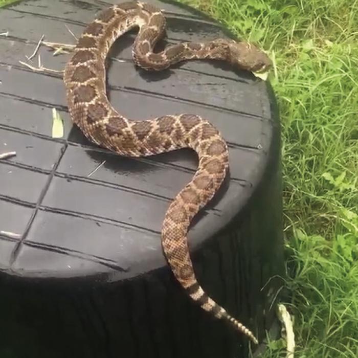 A Rattlesnake Tale