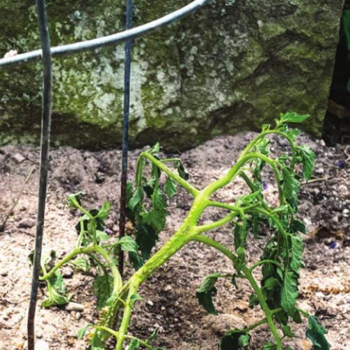 Fundamentals as Key In Gardening as They Are in Sports
