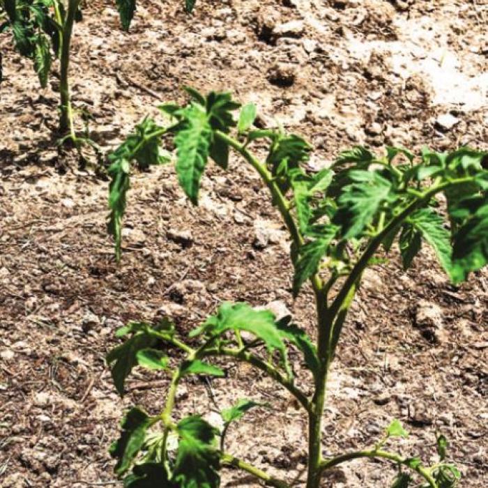 Fundamentals as Key In Gardening as They Are in Sports