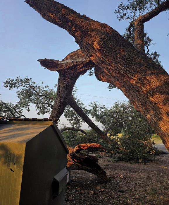A large live oak limb fell overnight Friday in the parking area outside Mullins Prairie Store. The incident occurred after the local watering hole was closed for the night, and was quickly cleared Saturday morning.
