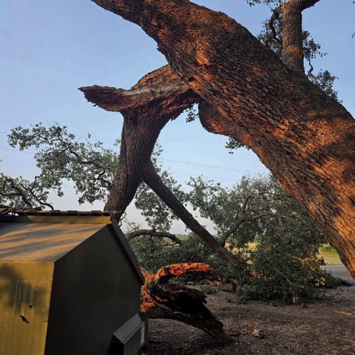 A large live oak limb fell overnight Friday in the parking area outside Mullins Prairie Store. The incident occurred after the local watering hole was closed for the night, and was quickly cleared Saturday morning.