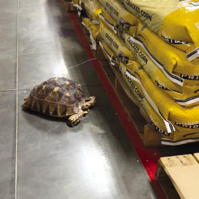 Taffy enjoys a walk through Tractor Supply.