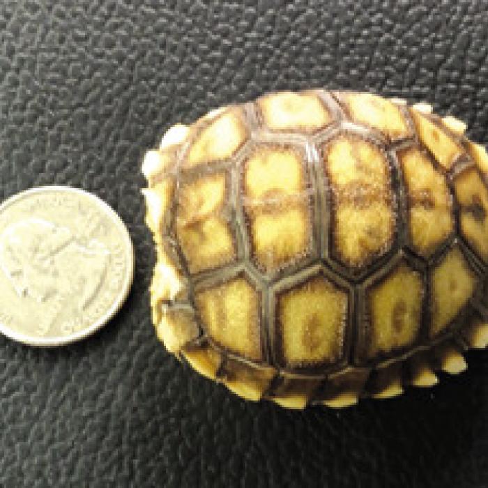 Life’s Better With a Turtle: Taffy’s Story