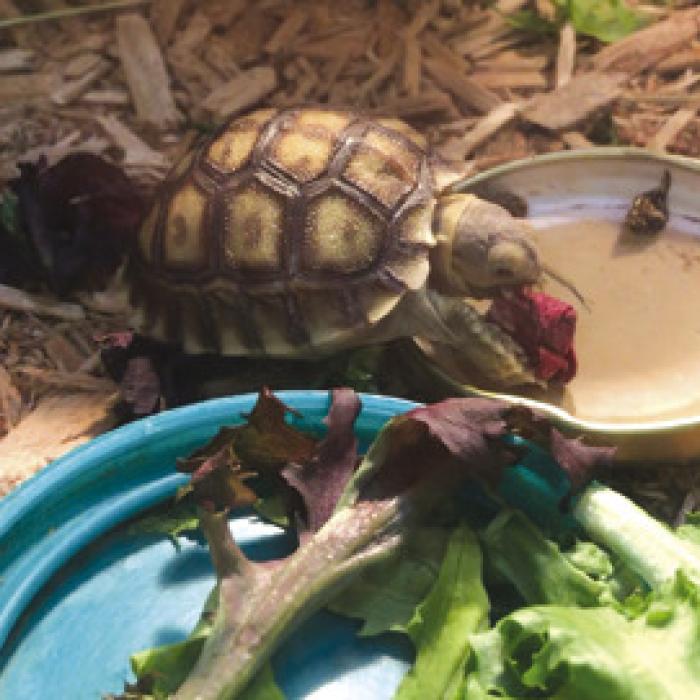 Life’s Better With a Turtle: Taffy’s Story
