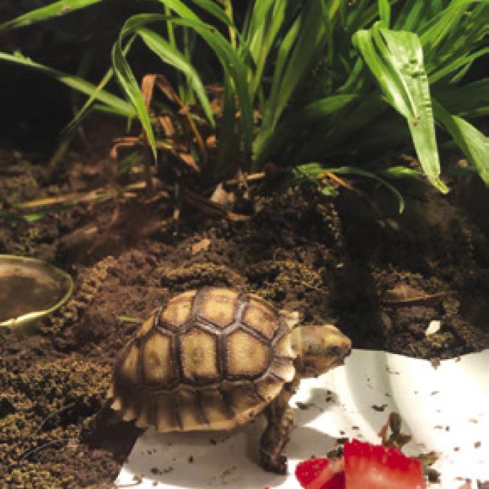 Taffy was just about double the size of a quarter when the Barteks took her in.