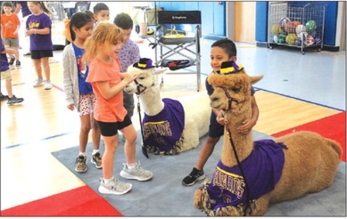 LG Elementary Kids Get Visit from Alpacas