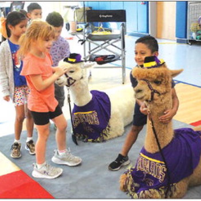 LG Elementary Kids Get Visit from Alpacas