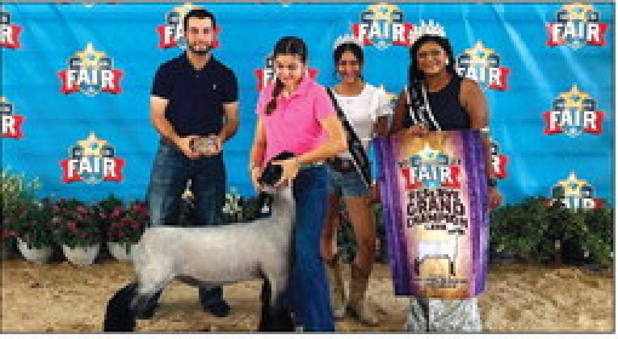 Fair Lamb Show