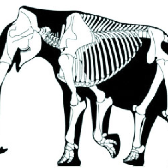 Columbian mammoth’s size as compared to a human. Image from Wikipedia.com.