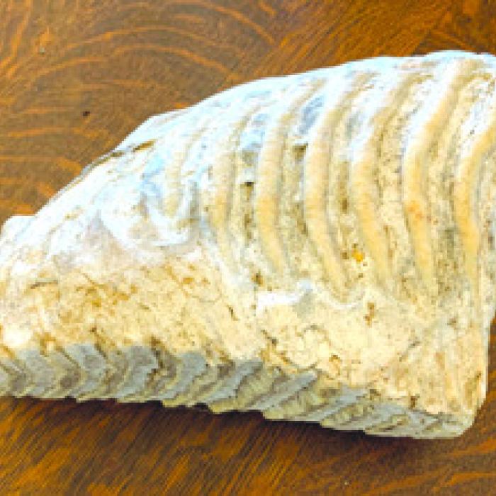 Mammoth’s tooth found in area gravel pit many years ago.