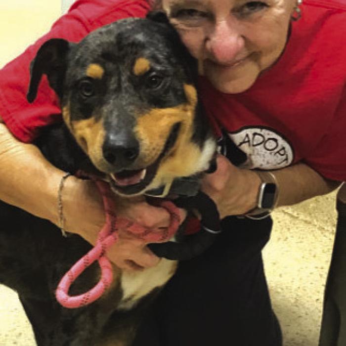 Animals Shelter Volunteers Talk About Their Motivation