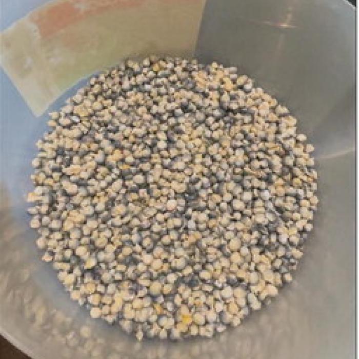I winnowed the corn to remove any silks or debris from the cob. I used one pound of it to make my first batch of masa.
