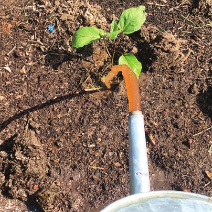When transplanting vegetables, I always dig a hole and fill it with water or liquid fertilizer mix at the time of planting to ensure each plant gets a nutrient-rich zone of moist soil to start growing.