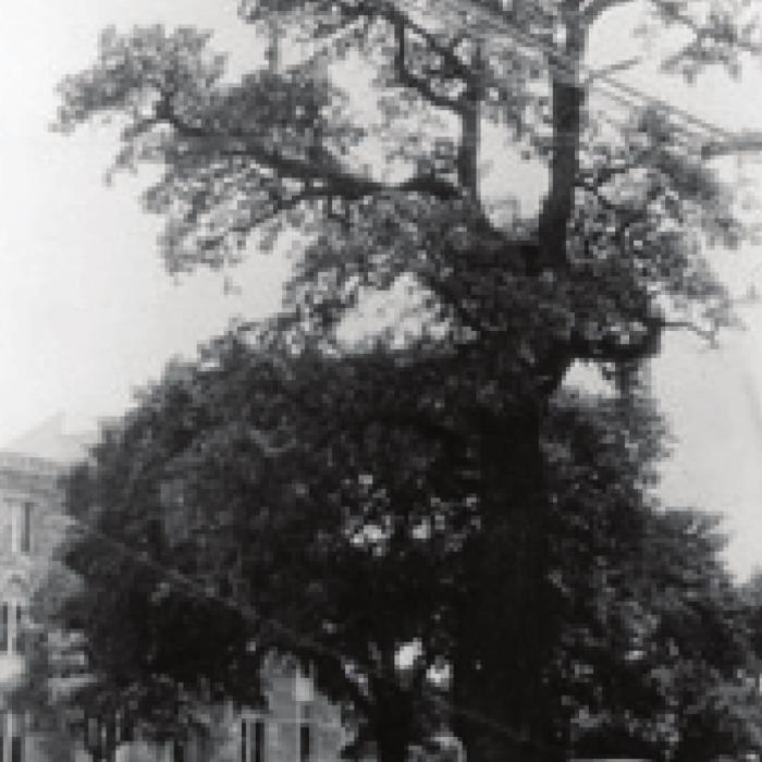 1940s postcard photograph of the Historic Oak. Photo courtesy of the Fayette Heritage Museum and Archives
