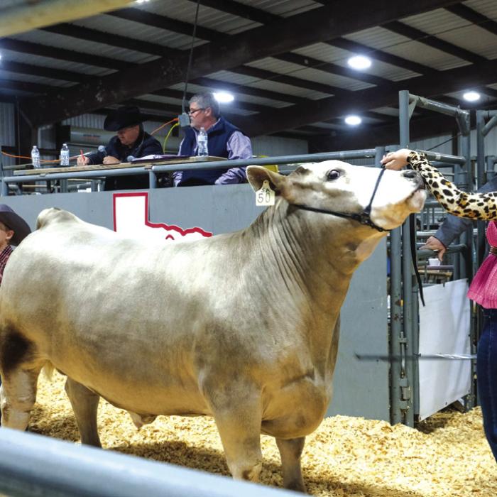 Flatonia Champion Steer Sells for $10,000