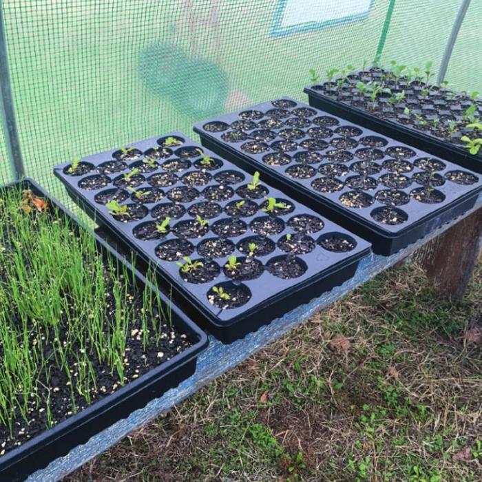 I started these seedlings on my porch about a month ago, before I even knew I was getting a greenhouse for Christmas. From left they are Bulgarian giant leeks, Flashy Butter Gem lettuce, Chinese pink celery (which is very slow-growing and has taken weeks to sprout) and the tray all the way on the right contains several different cole crops including purple kohlrabi, Chinese cabbage, Tuscan kale and tree collards. Photos by Andy Behlen