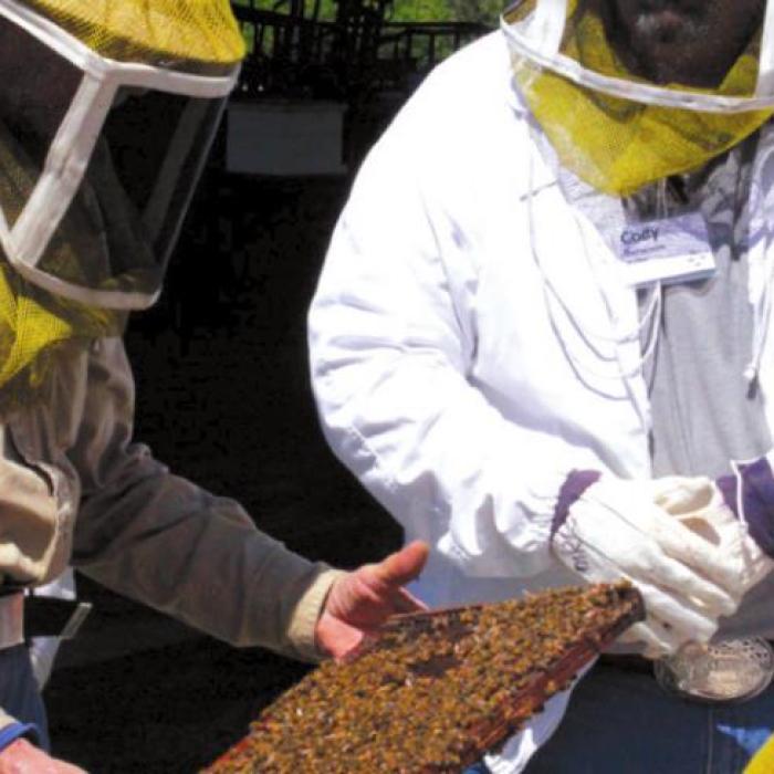 Students at the Bee School can suit up and watch while a hive of live bees is opened and inspected. School will be held March 26 in Brenham.