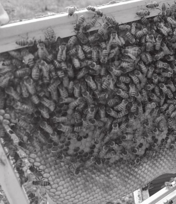 The bees gather around the honey comb when the Biles go to collect the honey.