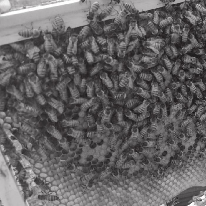 The bees gather around the honey comb when the Biles go to collect the honey.