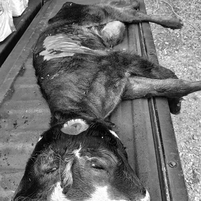 Two-Headed Calf Born in High Hill
