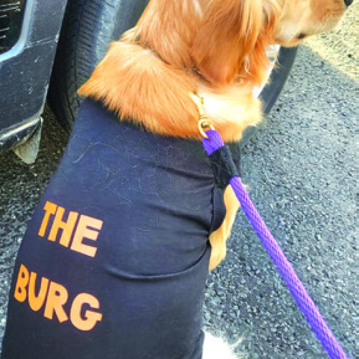 Birdie, Schulenburg ISD’s emotional support animal, interacts with students, right, and wears a shirt proudly supporting “The ‘Burg” a local nickname for Schulenburg, left.