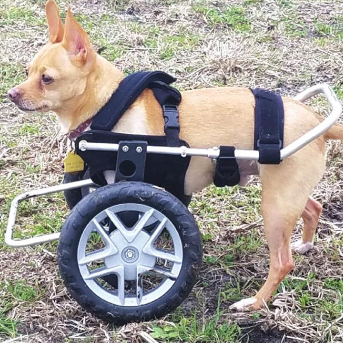 With only two legs, Deb Dahlberg-Rowland’s chihuahua Stew D. Baker still gets around well with a custom wheel chair.