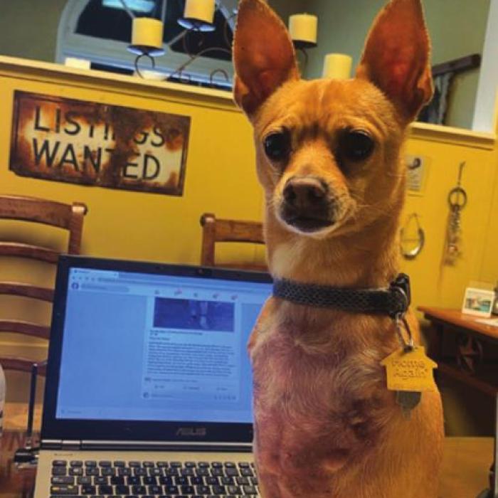 This photo shows the area where Stew D. Baker is missing both of his front legs.