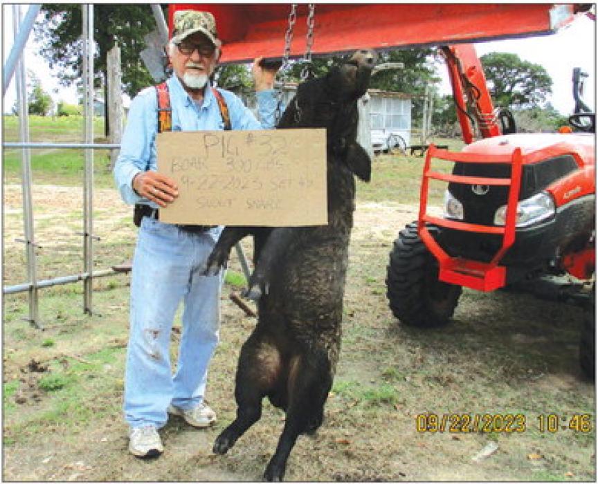 Marburger Gets 300-Pound Hog in Warda