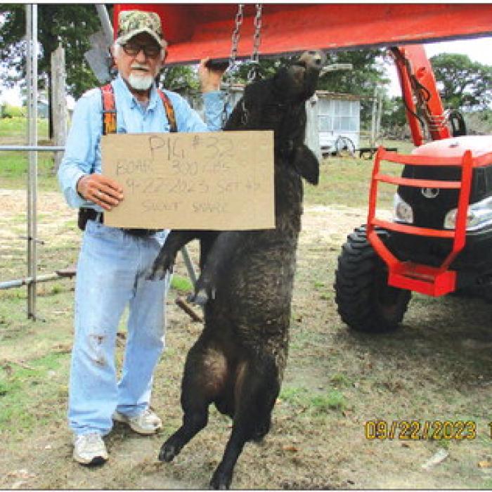 Marburger Gets 300-Pound Hog in Warda
