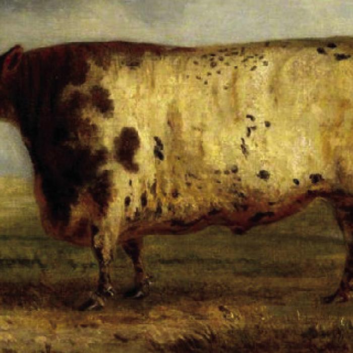 “A Durham Ox,” an 1803 painting by George Gerrard. This breed of English cattle would later become known as Shorthorns.