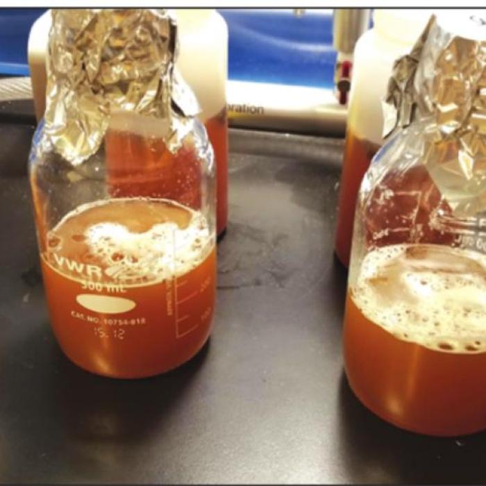 Above and below, scenes from Brian Bush’s lab at Twisted X Brewing, where he is regrowing yeast samples recovered from Kreische Brewery. “I grew up the cultures I got, purifying them to get rid of bacteria and mold (lots of mold!) and we are finally close to a final culture,” Bush said.