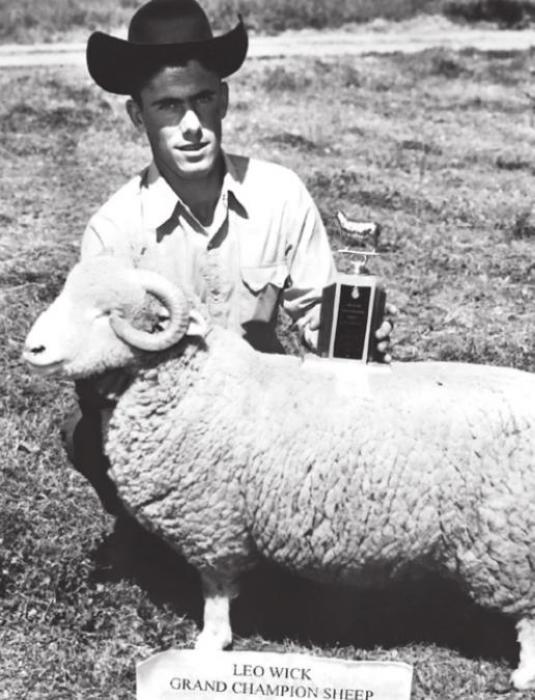 In 1961, Leo Wick won multiple grand championships including the Fayette County Fair and Houston Fat Stock Show with this Dorset ewe.