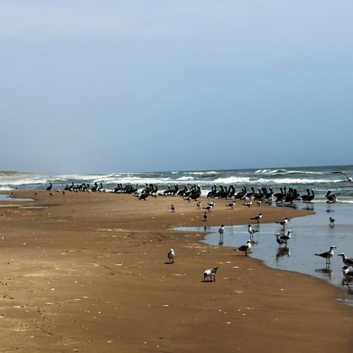 A flock of sea birds lounge on the beach.