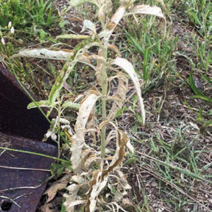 Kill Weeds the Natural Way – Vinegar