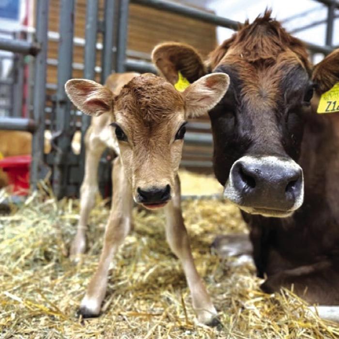 One magical area of this year’s Houston Livestock Show and Rodeo was the Miracle of Life Knebel Livestock Nursery, where several cows from the Jersey Barnyard in La Grange had calves during the show (like this one above), allowing attendees to witness up close and personal a very special part of farm life.
