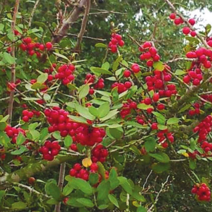 Common yaupon holly. Use the leaves for tea, not the berries. Photo by Dewain Belgard