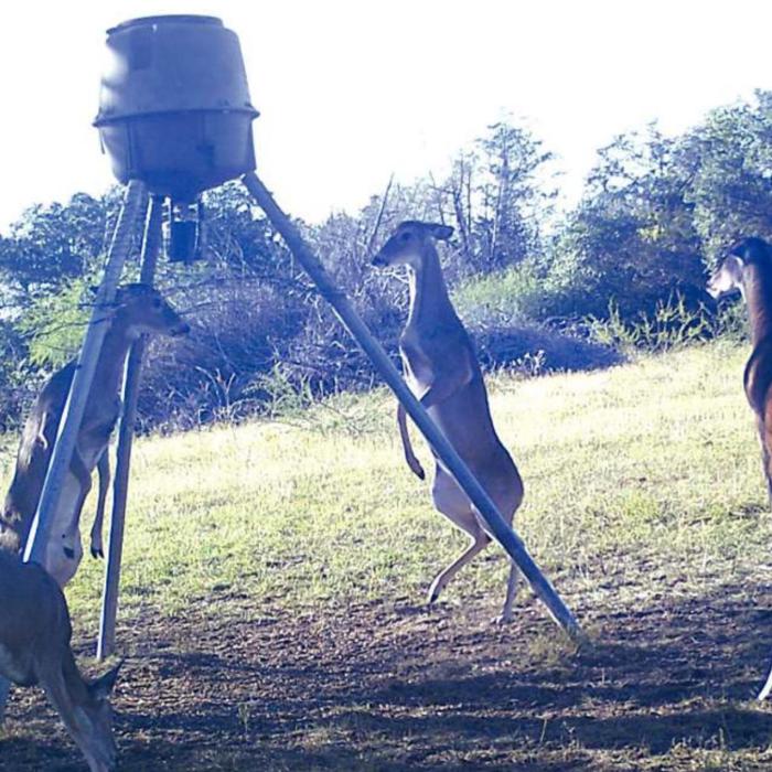Jumpy Deer in Nechanitz