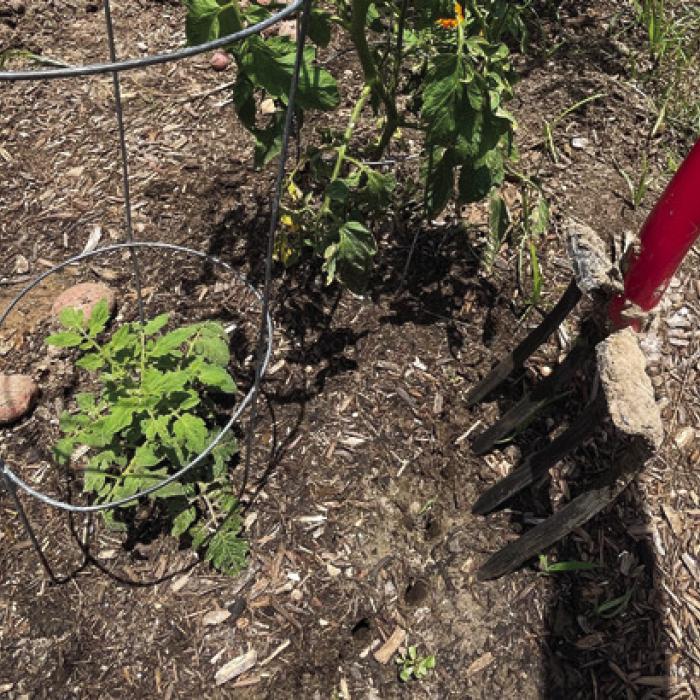 While digging up my potatoes this week, I used a four-pronged spading fork to aerate the soil around all the other plants in my garden. I hope it will alleviate some of the problems I’m having with water-logged soil.