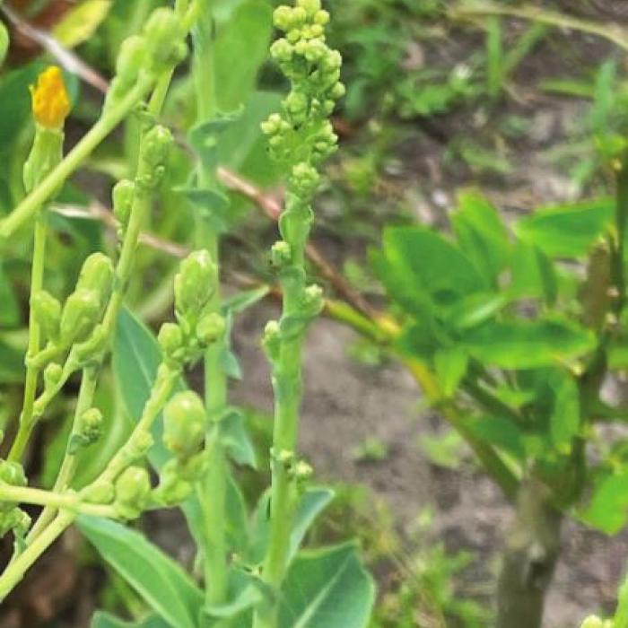 Inflation & Seed Saving