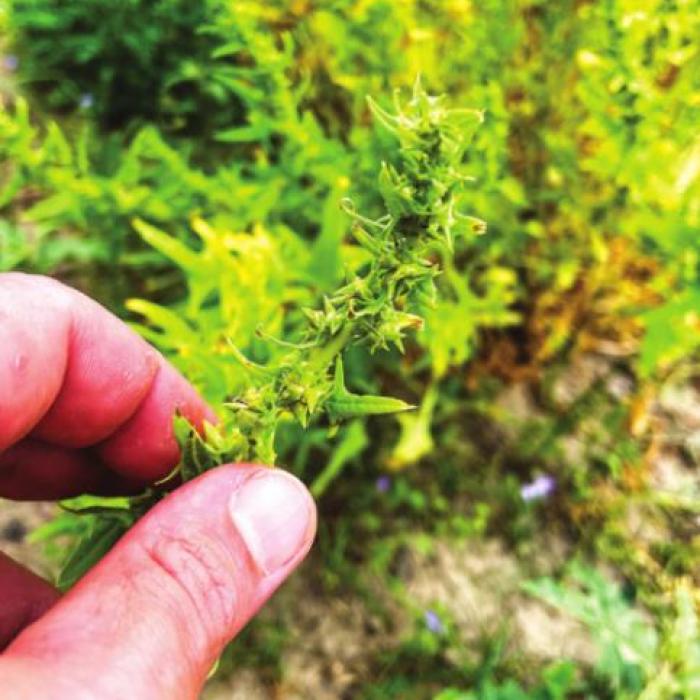 Inflation & Seed Saving