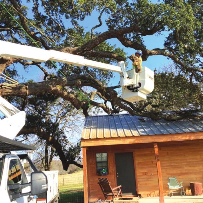 Massive Oak Branch Cracks