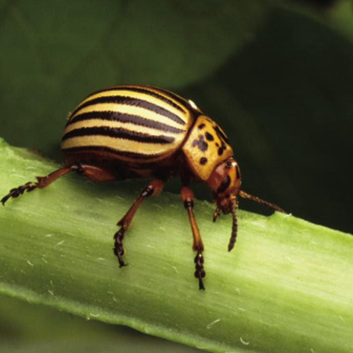 The Colorado potato beetle, pictured above, has plagued me in the past. Lately, I’ve kept it at bay by planting cilantro around my potatoes. Photo by Scott Bauer, USDA Agricultural Research Service