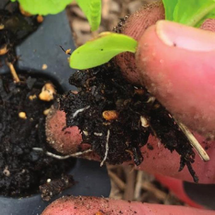 Trying Out a Heating Pad for the Seedlings