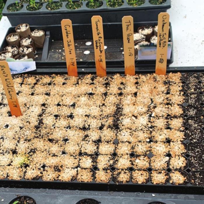 Trying Out a Heating Pad for the Seedlings